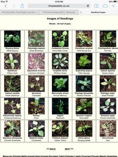 Flower Seedlings Identification