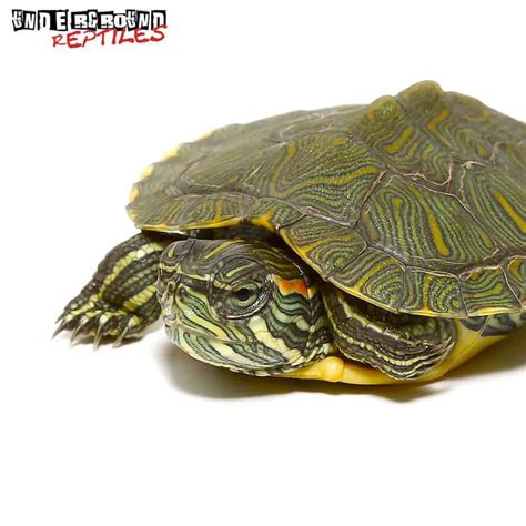 Baby Cumberland Sliders For Sale - Underground Reptiles