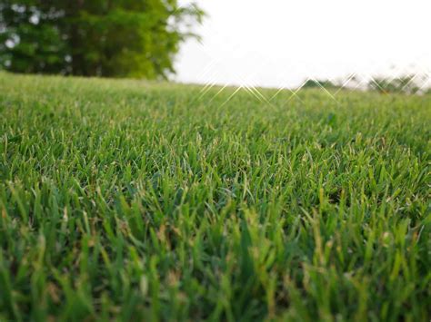 The Top 5 Best Grass Types that Thrive in Arizona