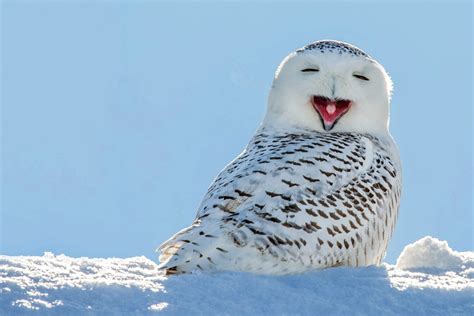 Arctic Tundra Snowy Owl