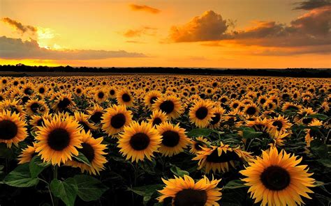 Download Sunset Field Nature Sunflower HD Wallpaper