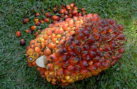 red palm tree fruit edible - Augustina Barraza