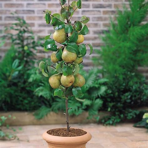 Top 6 Dwarf Fruit Trees You Can Plant In a Mini Garden