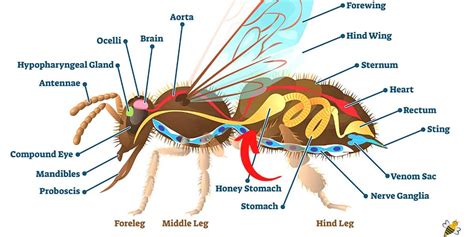 Honey Bee Anatomy