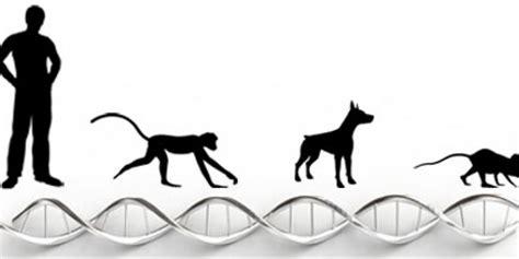 Mysterious snippets of DNA withstand eons of evolution, computer analysis shows | Stanford ...