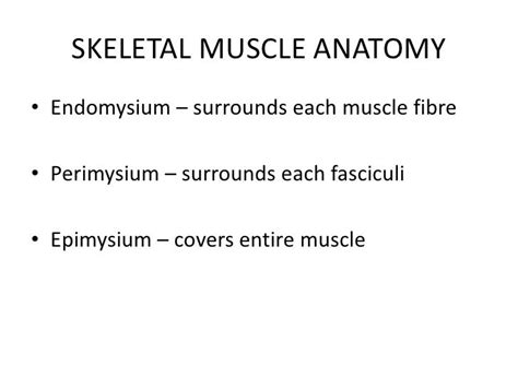 Neuromuscular System