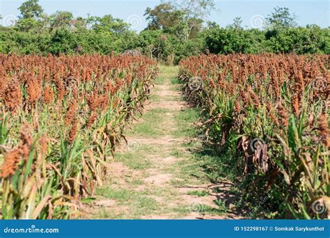 Field of sorghum stock image. Image of cloud, harvest - 152298167