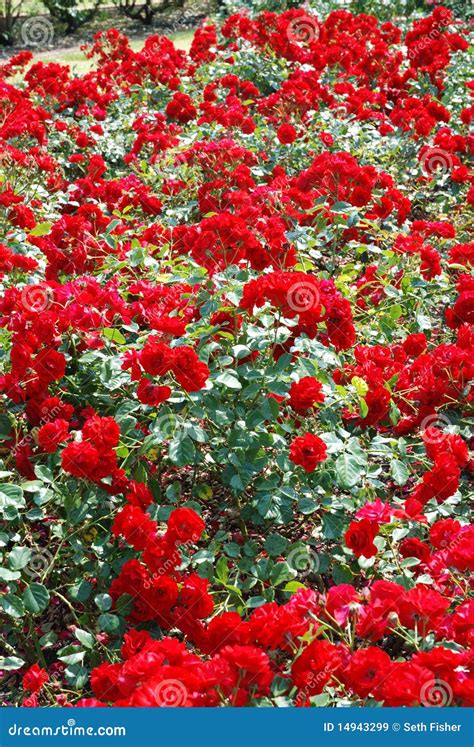 Red Rose Garden stock image. Image of leaves, cluster - 14943299