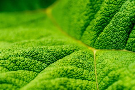 [#HD Wallpaper] #Leaf #Closeup #Green #CpmiSolutions Photograph, Flower ...