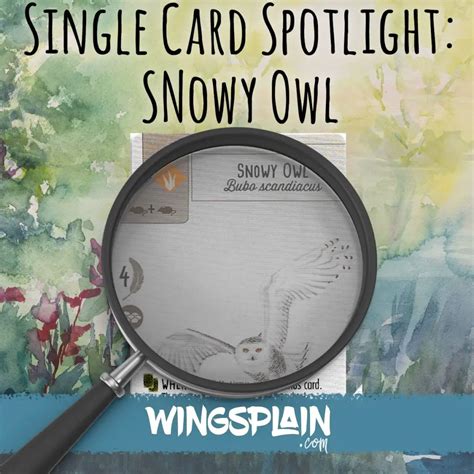 Single Wingspan Card Strategy: Snowy Owl • Wingsplain