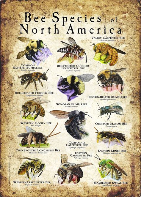 Bee Species of North America Poster Print