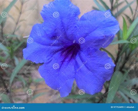 Bunga Biru stock image. Image of biru, original, bunga - 97753499