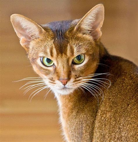 Abyssinian Cat Egypt - Cat and Dog Lovers