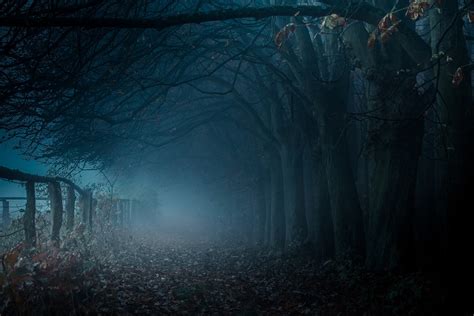 Dark pathway with dead trees and fog HD wallpaper | Wallpaper Flare