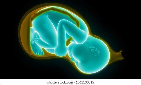 Fetus Baby Womb Anatomy 3d Stock Illustration 1559367473 | Shutterstock