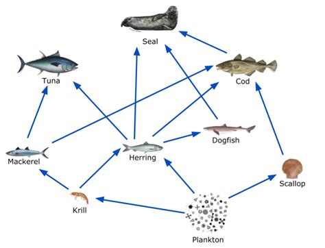 Marine Food Web Exles - Infoupdate.org