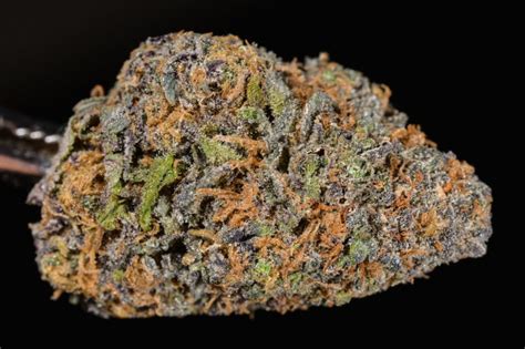 Granddaddy Purple Strain - Growing Tips and Medical Effects | Marijuana Guides