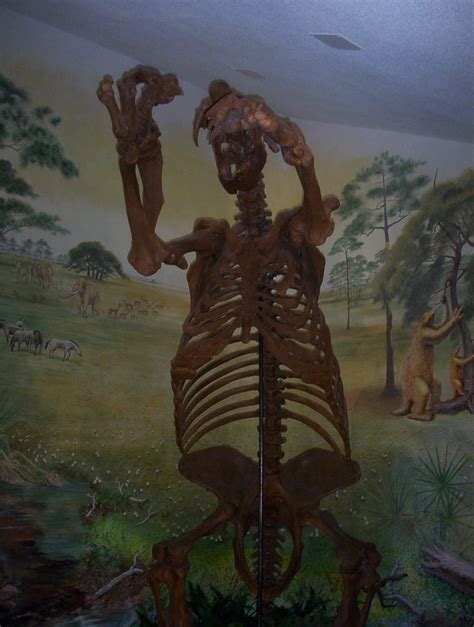 Giant Ground Sloth | Giant ground sloth skeleton at Skidaway… | Flickr