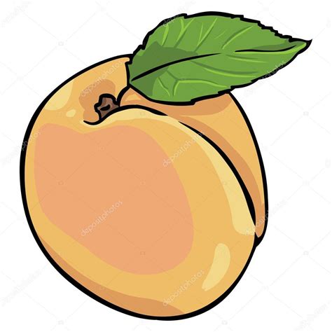 Apricot Clipart | Free download on ClipArtMag