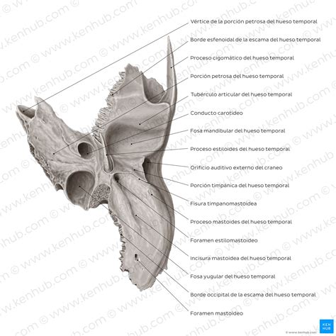 Hueso temporal: Anatomía, partes, suturas y forámenes | Kenhub