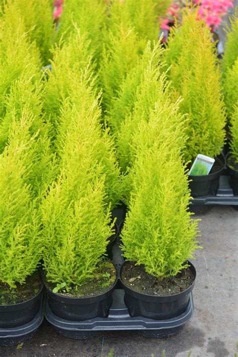 Wilma Goldcrest Evergreen Shrubs 40cms+ 2ltr Pots - Meredith Nurseries