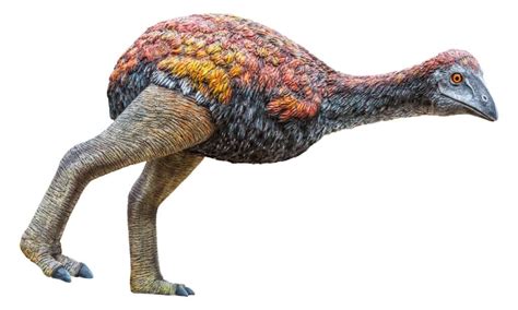 Just How Massive Was the Largest Extinct Bird?