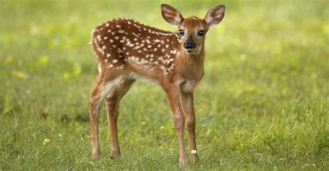 Baby Deer: 6 Fawn Pictures & 6 Facts - IMP WORLD