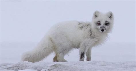 Arctic Fox - Animal That Thrives In Extreme Environment - Learn About ...