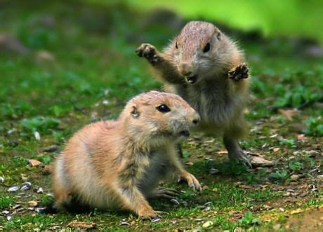 Latest Funny Pictures: Funny Chipmunk Photoes