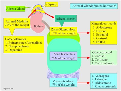 Adrenal Gland Hormones Interpretation, (Cortisol and Aldosterone ...