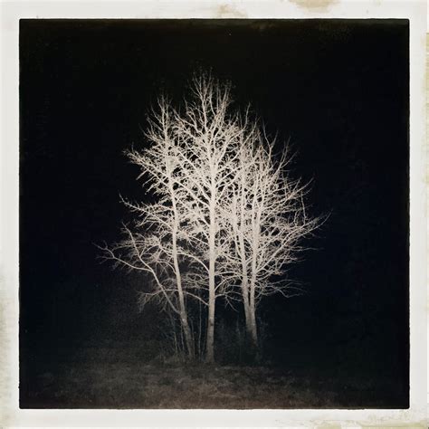 NIGHT TREE - Minimalist Photography Awards