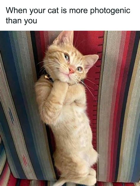 30 Adorable And Funny Posts From The "Cats On Catnip" Facebook Account | DeMilked