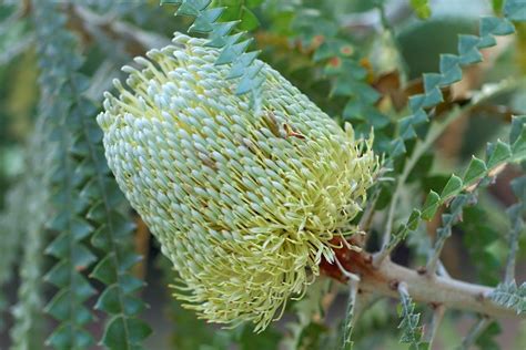 Banksia speciosa | Species from Australia Photographed at St… | Flickr