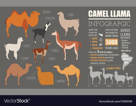 Camel llama guanaco alpaca breeds infographic Vector Image