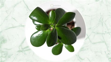 Jade Plant Propagation Methods For Beginners & Pros