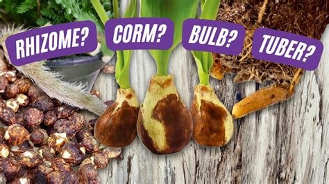 Explained What Are Bulbs, Tubers, Rhizomes, And Corms?