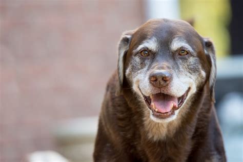 Common Health Problems in Elderly Dogs