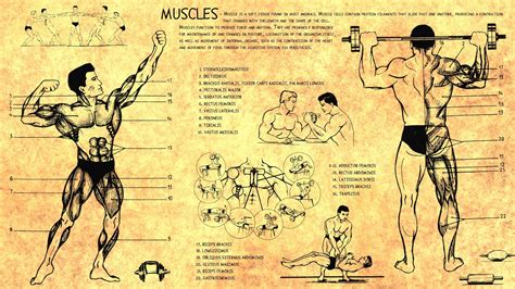 Anatomy human muscles bodybuilding scheme training body Health ...