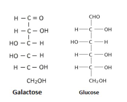 Carbohydrates - Classification & Examples of Carbohydrates