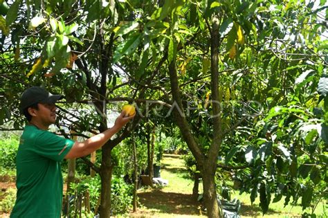 LAHAN PERTANIAN ORGANIK DI KOTA BOGOR | ANTARA Foto