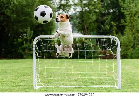 3,137 Dog Play Soccer Images, Stock Photos & Vectors | Shutterstock