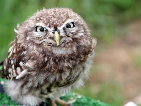 Angry owl (wallpaper). | Funny owls, Owl, Funny animals with captions