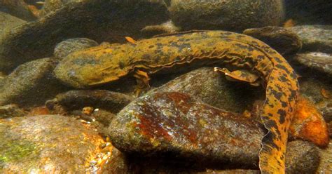 Hellbender salamanders to get habitat help