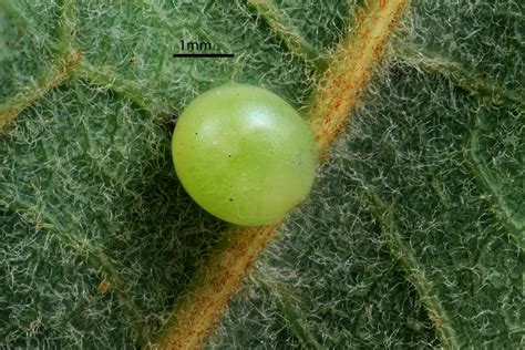 Scientific Imagery by Lucie Gimmel | Santa Barbara Museum of Natural History