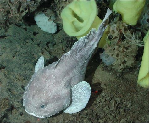 Blobfish Habitat: Where Do Blobfish Live? - A-Z Animals