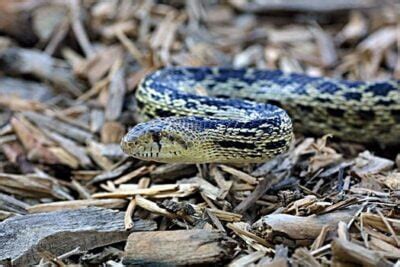 Gopher Snake Pet Care Information and Advice for Beginners!