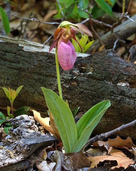 Pink Lady Slipper Orchid Dspf238 Photograph by Gerry Gantt