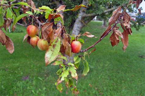 Plum Tree Diseases, Pests, and Other Problems - Garden.eco