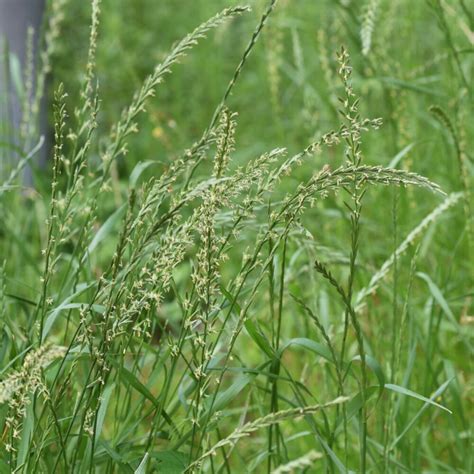 Perennial Ryegrass (Lolium perenne) - Great Basin Seeds