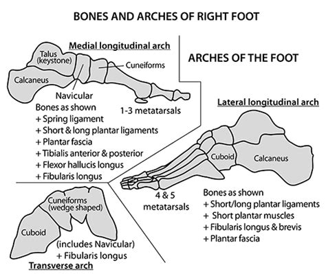 Instant Anatomy - Lower Limb - Areas/Organs - Foot - Arches